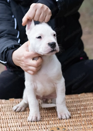 Dog Argentinian Femela 7 săptămâni cu Pedigree