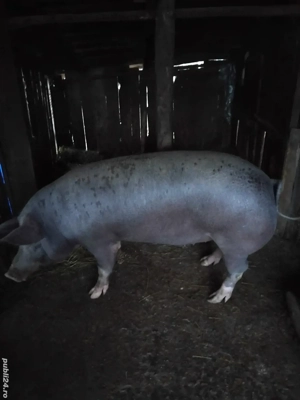 vand de porc mare - imagine 2