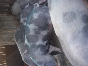 Porci de vanzare  - imagine 3