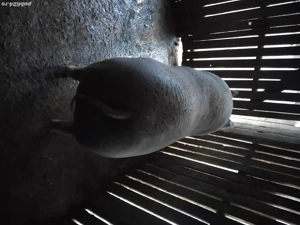 vand de porc mare - imagine 3