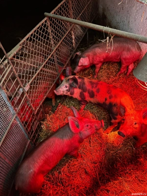 Vand purcei - imagine 2