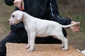 Dog Argentinian Femela 7 săptămâni cu Pedigree - imagine 2