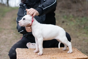 Dog Argentinian Femela 7 săptămâni cu Pedigree - imagine 4