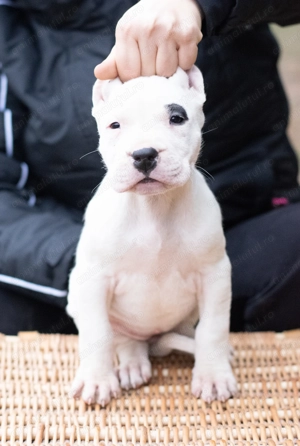 Dog Argentinian Femela 7 săptămâni cu Pedigree - imagine 3