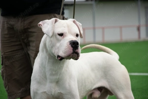 Mascul Dogo Argentina cu Pedigree - imagine 4