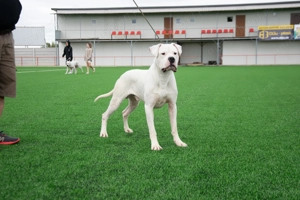 Mascul Dogo Argentina cu Pedigree - imagine 2