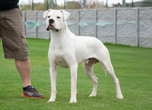 Mascul Dogo Argentina cu Pedigree