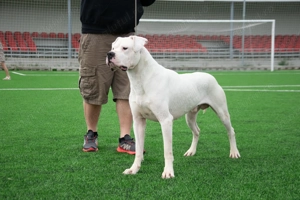 Mascul Dogo Argentina cu Pedigree - imagine 3
