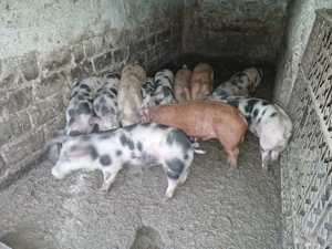 Vand purcei de carne  - imagine 4