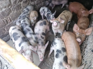 Vand purcei de carne  - imagine 5