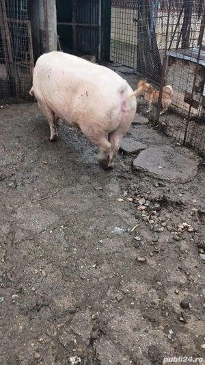 vand purcea 12 L kg - imagine 2