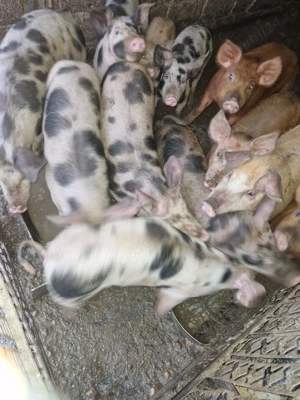 Vand purcei de carne  - imagine 2