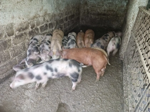 Vand purcei de carne  - imagine 3