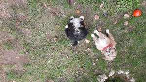 2 catei fratiori ( la pachet ) de vanzare - imagine 2