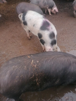 Vând porci mari pentru sacrificat 