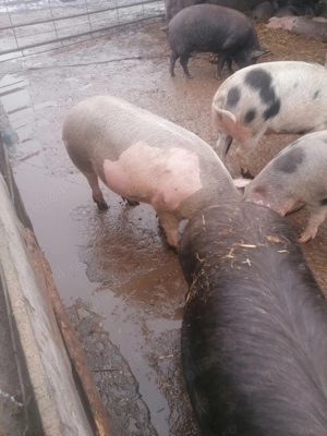 Vând porci mari pentru sacrificat  - imagine 2