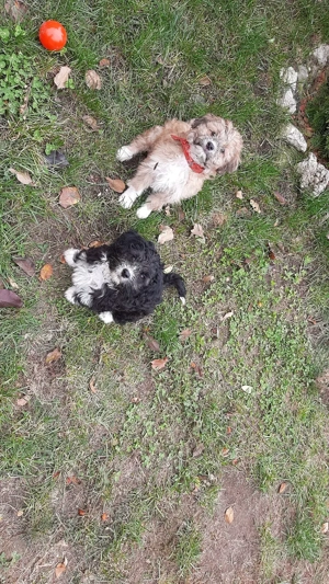 2 catei fratiori ( la pachet ) de vanzare - imagine 3