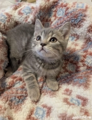 siberiana de pădure 