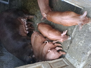 Vand purcei duroc 8 saptamani - imagine 3