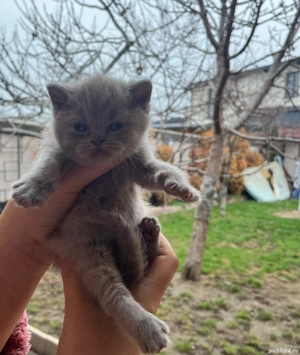 British shorthair lilac  - imagine 2