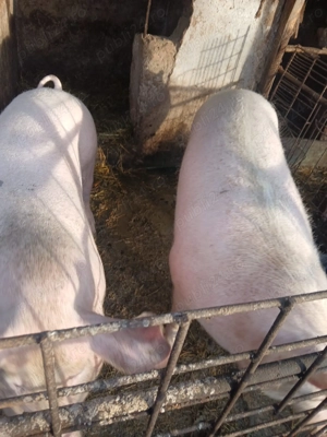 Vand 2 porci de aproximativ 170kg si 190kg - imagine 2