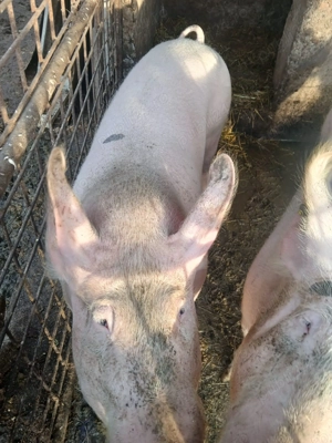 Vand 2 porci de aproximativ 170kg si 190kg - imagine 4