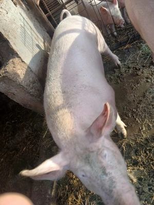 Vand 2 porci de aproximativ 170kg si 190kg - imagine 3