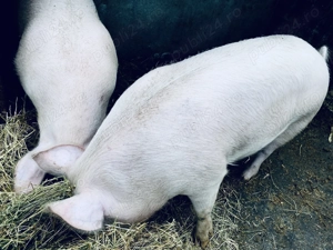  Porci pentru sacrificare, crescuți natural! 