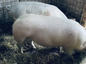  Porci pentru sacrificare, crescuți natural!  - imagine 3