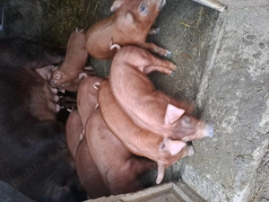 Vand purcei duroc 8 saptamani - imagine 4