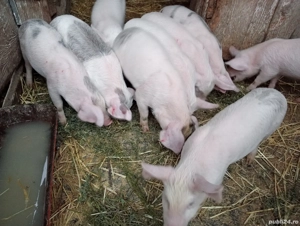 Ieftin purceii rasă landreas 