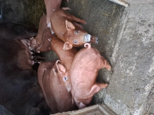 Vand purcei duroc 8 saptamani - imagine 2