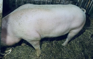  Porci pentru sacrificare, crescuți natural!  - imagine 2