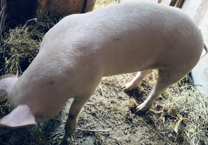 Porci pentru sacrificare, crescuți natural!  - imagine 4