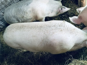  Porci pentru sacrificare, crescuți natural!  - imagine 5