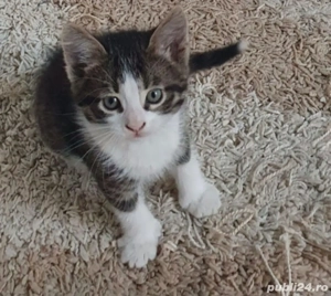 Siberiana de pădure 