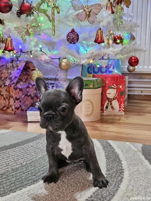 Buldog Francez Blue - imagine 2