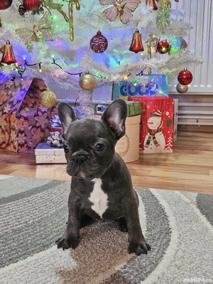 Buldog Francez Blue - imagine 3