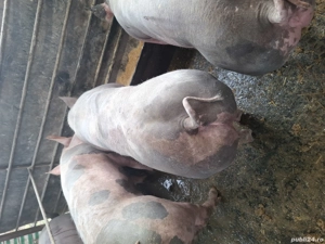 la schimb... - imagine 2