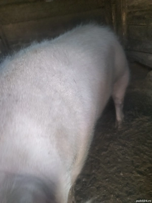 Porci de vînzare la Damiș  - imagine 3