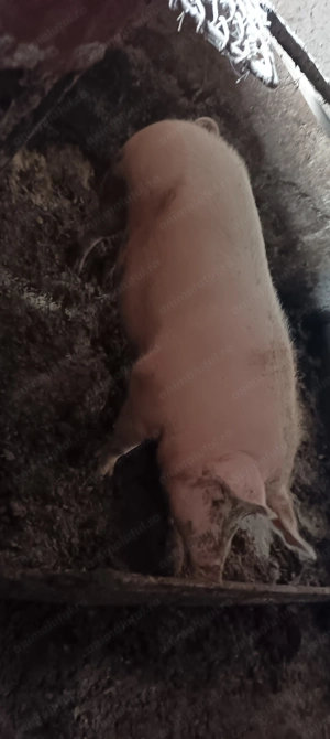 Porci pentru Crăciun  - imagine 2