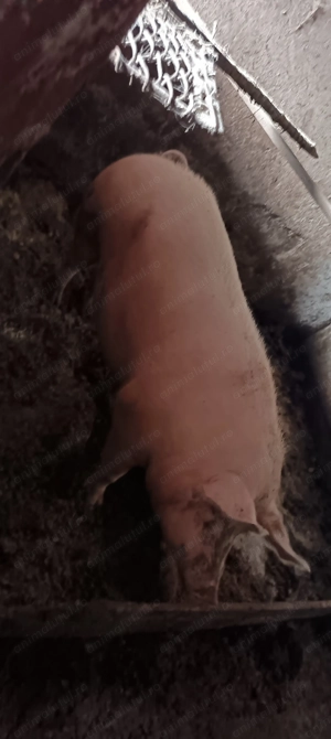 Porci pentru Crăciun 