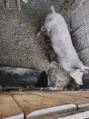porci de vânzare kg100 200;;preț negociabil - imagine 3
