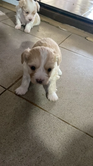 Bichon maltez pui. - imagine 2