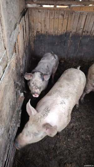 porci de vânzare kg100 200;;preț negociabil