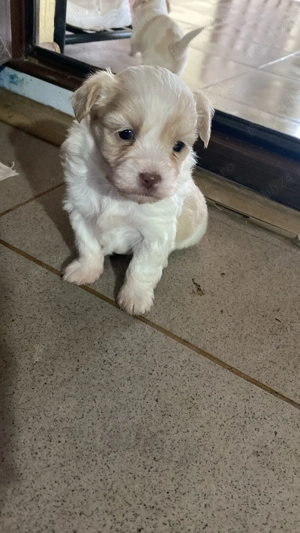 Bichon maltez pui. - imagine 3