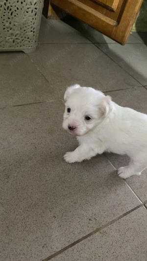 Bichon maltez pui.