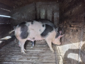 vand porc de Craciun