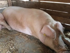 Porcii de Tara - imagine 2