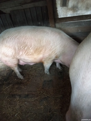 Porcii de Tara - imagine 4